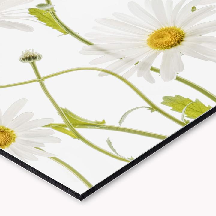 Actual product image Trenddeko Ox eye Daisies (60 x 200 cm)