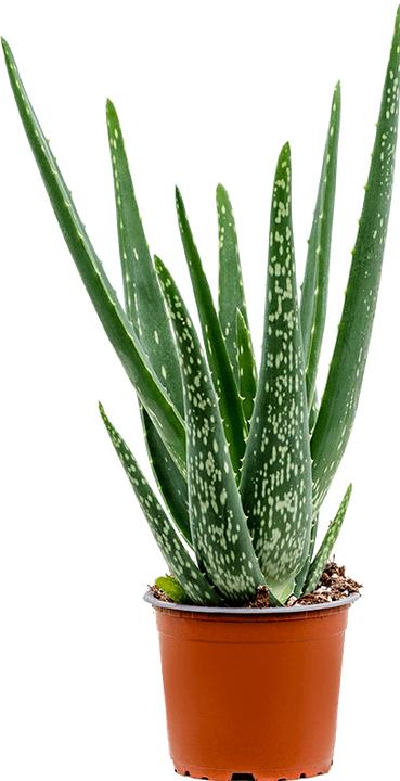 Actual product image Mahaloplants Aloe vera (35 cm, Animal friendly)