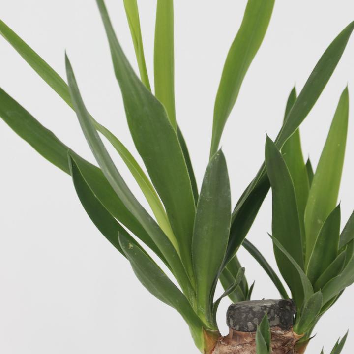 Produktbild Plant in a Box Areca, Chamaedorea, Yucca - 3er Mischung Mini Palme (25 cm)