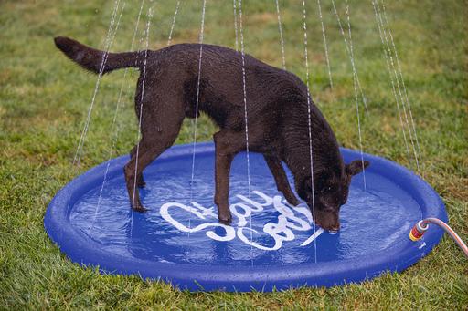 Image du produit Beeztees Bz Tapis D'Arrosage Stay Cool Bl (Piscine pour chiens)