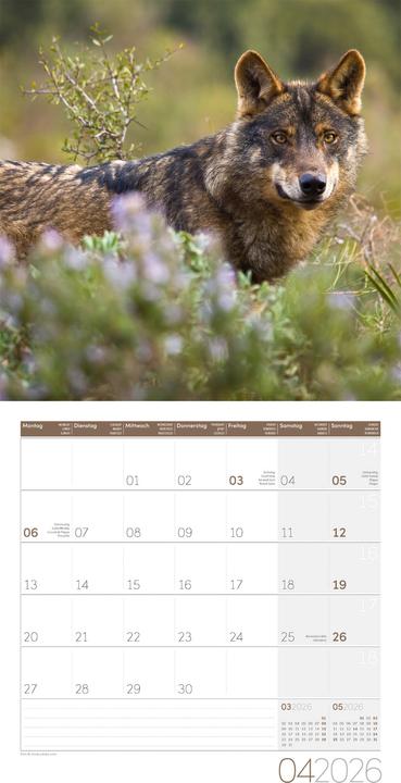 Produktbild Wölfe Kalender 2026 - 30x30