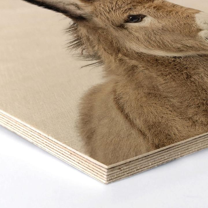 Immagine prodotto Trenddeko Asino bambino (25 x 22 cm)