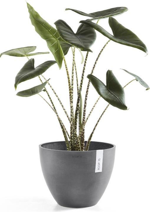 Produktbild Ecopots Antwerp (39.70 x 30 cm)