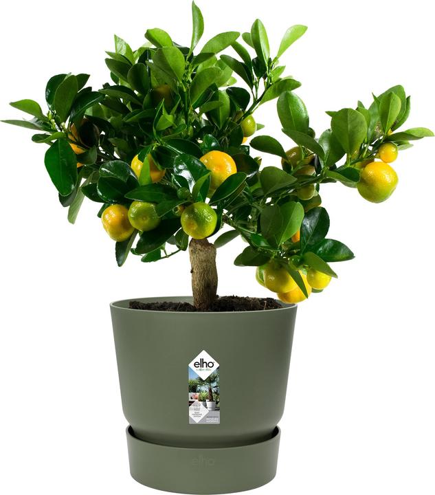 Actual product image Elho flowerpots (29.50 x 27.80 cm)