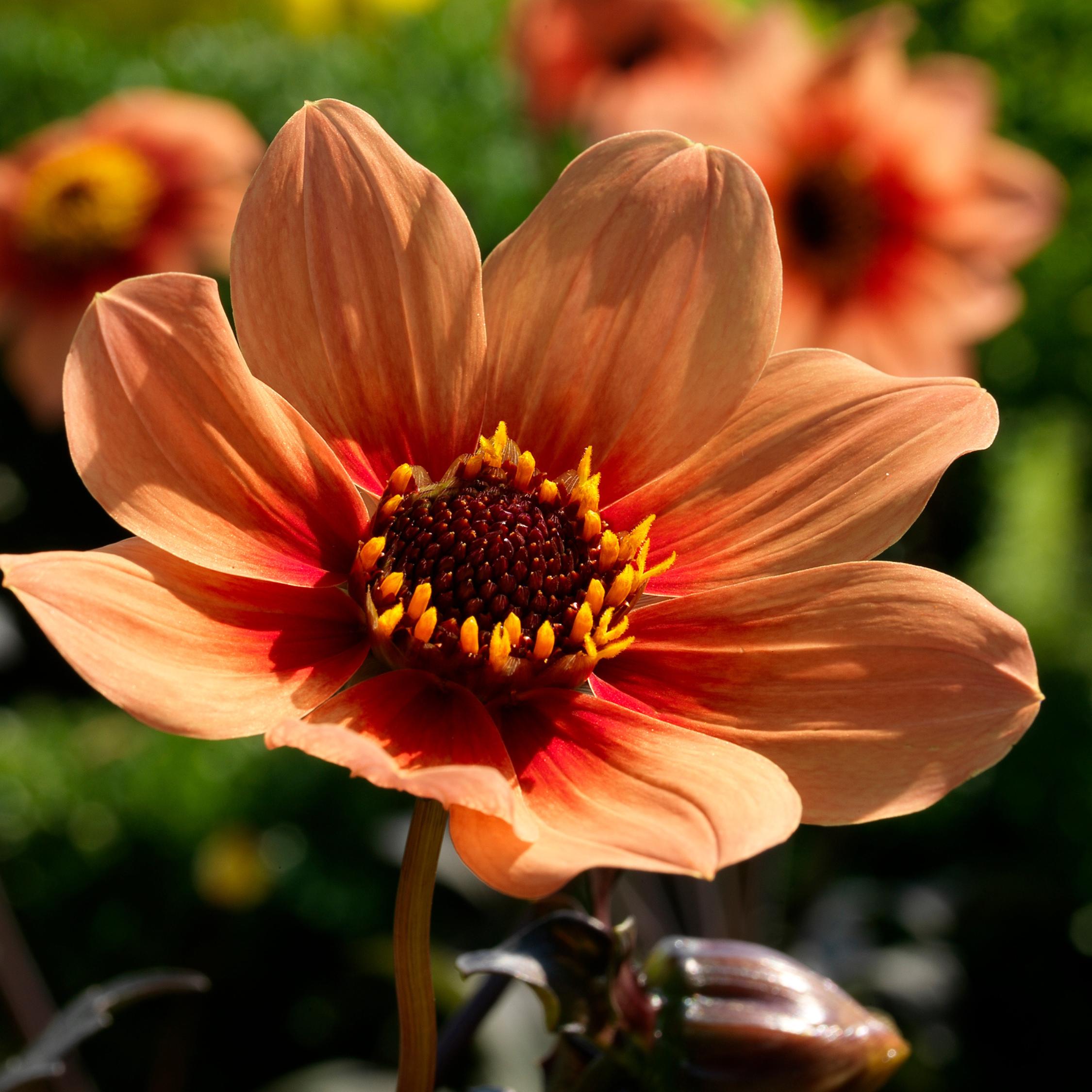 Thumbnail - Plant in a Box, Pflanzen, Dahlia 'Happy Single First Love' - (3 cm)
