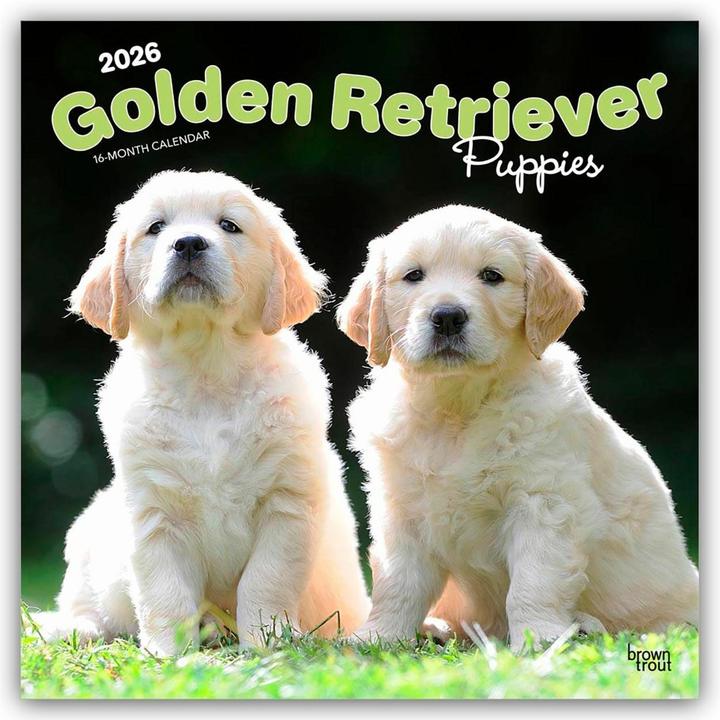 Image du produit Golden Retriever Puppies - Golden Retriever chiots 2026 - Calendrier 16 mois (30,5 x 30,5 cm)