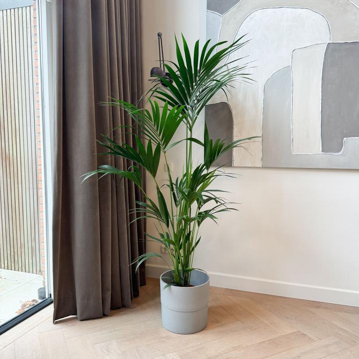 Produktbild Plant in a Box Howea forsteriana - Kentia Palme (170 cm)