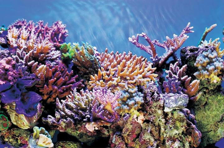 SuperFish SF DECO POSTER A5 120X61 CM (Décoration)