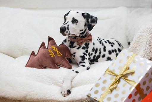 Produktbild Designed by Lotte Weihnachtshundespielzeug Weihnachtsbaum aus Samt (Kauspielzeug Hund)