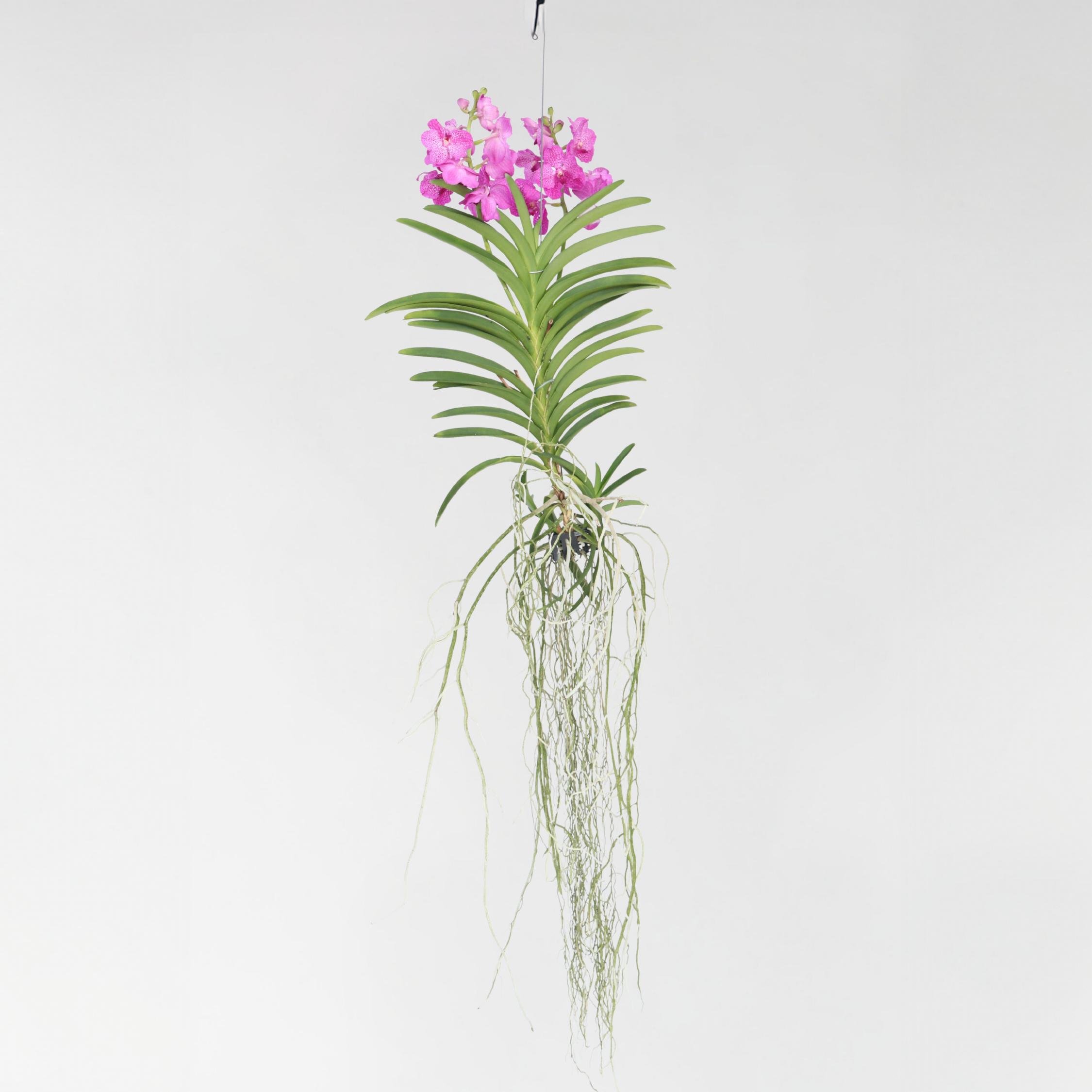 Plant in a Box, Pflanzen, Vanda 'Pink' - Orchidee (90 cm)