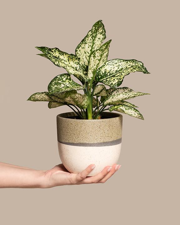 feey Aglaonema Kiwi (25 cm, Fraîchement rempotés)