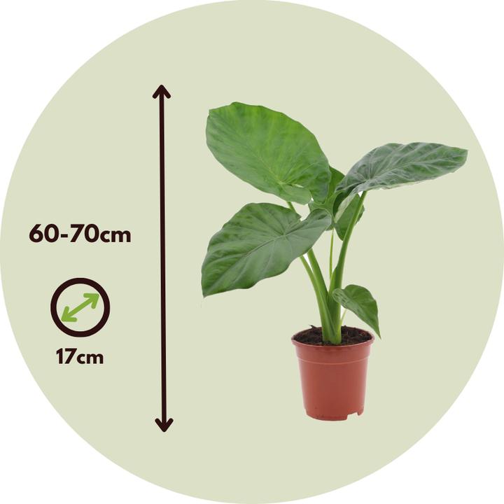 Actual product image Plant in a Box Alocasia macrorrhizos - Set of 4 Giant Ear (60 cm)