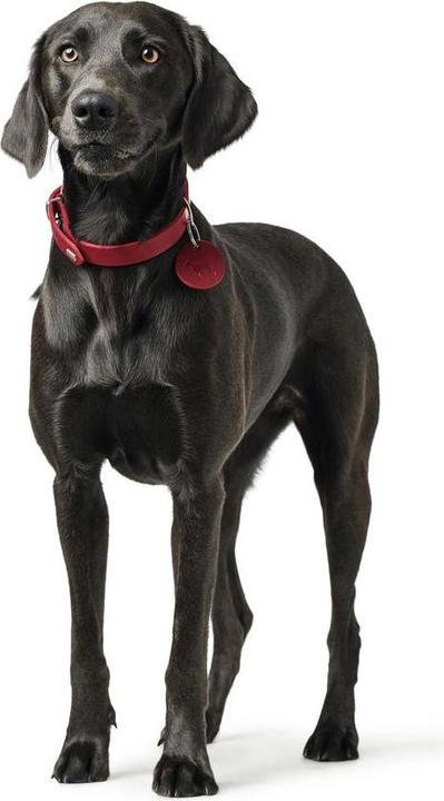 Produktbild Hunter Halsband Aalborg (28, 29, 30, 31, 32, 33, Hund, Hundesport)