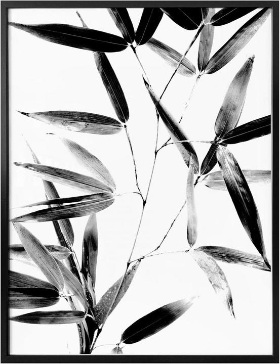 Produktbild Trenddeko Natur Silhouette (60 x 80 cm)