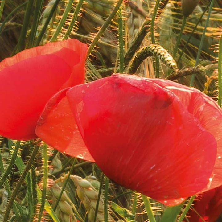 Productafbeelding Komar Vliesbehang Poppy World 9-luiken 450 x 280 cm (450 x 280 cm)