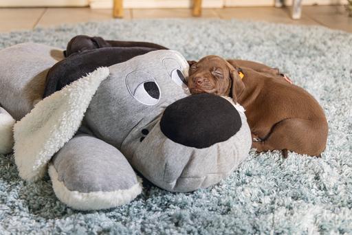 Productafbeelding Beeztees Boomby (Puppy speelgoed)