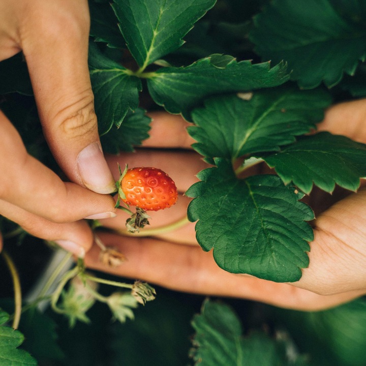 Actual product image Plant in a Box Fragaria x ananassa 'Roman' - Set of 6 strawberry plants (15 cm)