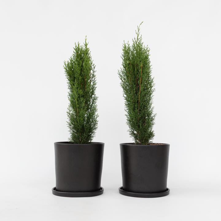 Produktbild Plant in a Box Cupressus sempervirens totem - 2er Set Toskanische Zypresse (80 cm)