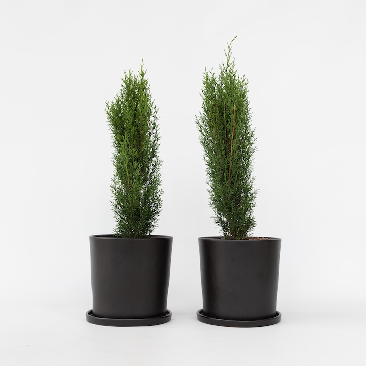 Actual product image Plant in a Box Cupressus sempervirens totem - Set of 2 Tuscan cypress trees (80 cm)