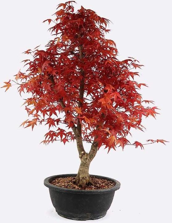 Bonsai.ch Acer deshojo (65 cm)