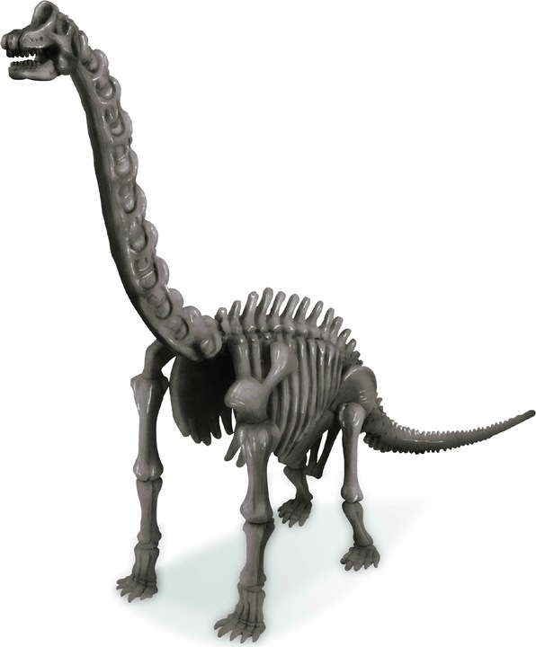 Actual product image 4M Dinosaur Excavation Brachiosaurus