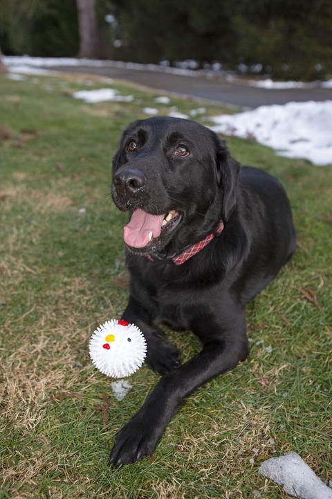 Image du produit Kikkerland Boule de poulet de Kobe (Jouet à balle chien)