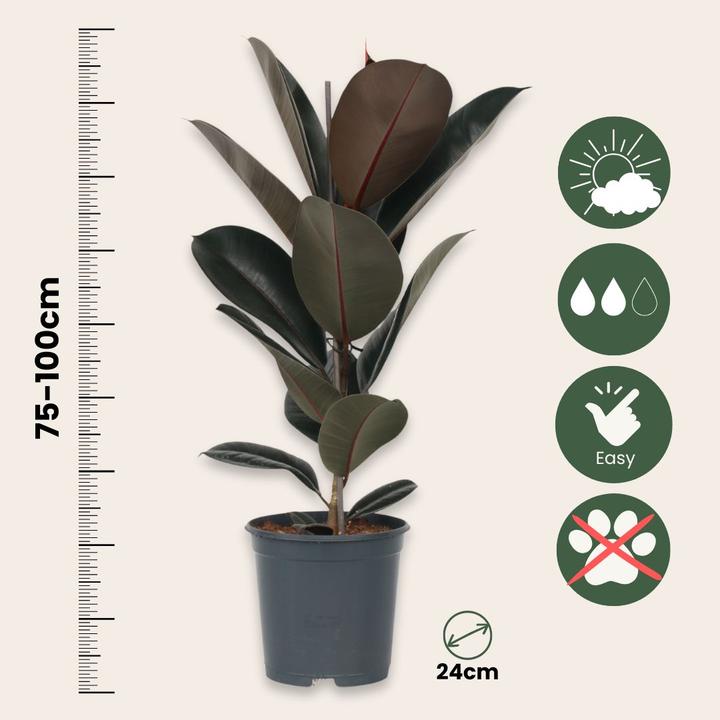 Produktbild Plant in a Box Ficus Elastica Abidjan - Gummibaum (80 cm)