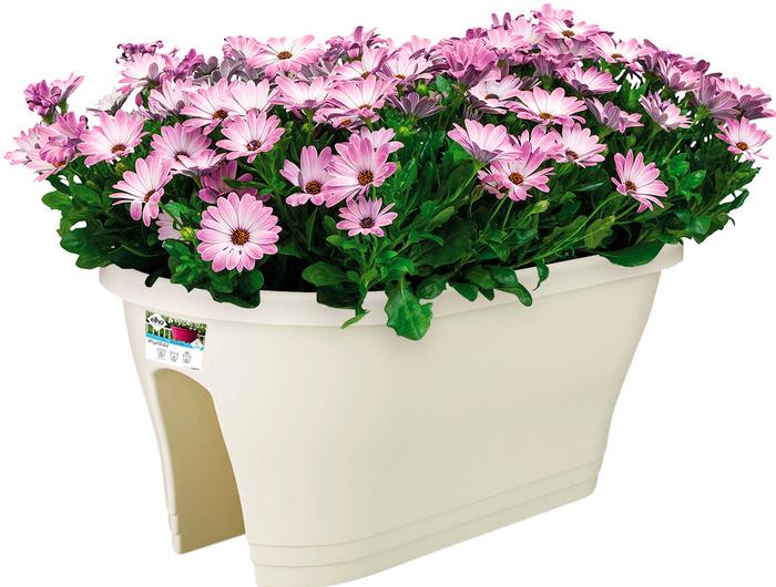 Produktbild Elho Corsica (60 x 27 cm)