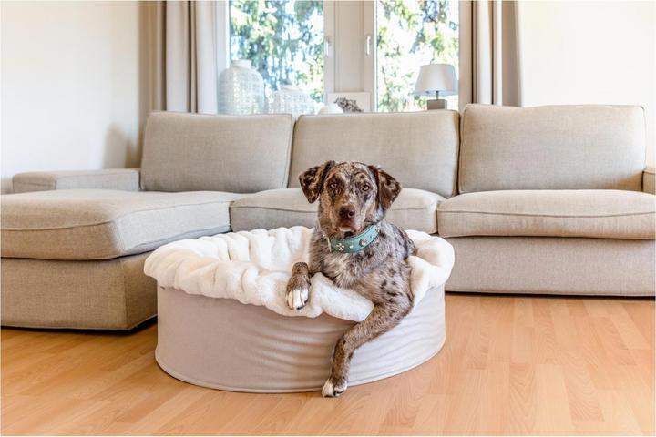 Actual product image Dogspring by Maul Mailbu Nest in a Buddha (Dog)