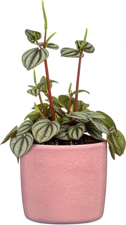 Produktbild Scheurich Solido (21 cm)