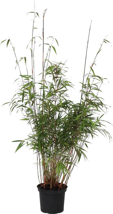 Zulauf Garten-Bambus / Fargesia scabrida 'Asian Wonder' (60 cm)