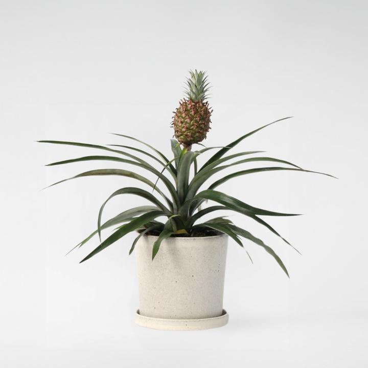 Produktbild Plant in a Box Ananas comosus 'Mi Amigo' (45 cm)