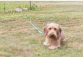 Actual product image Trixie Anchor peg (40, Dog, General)