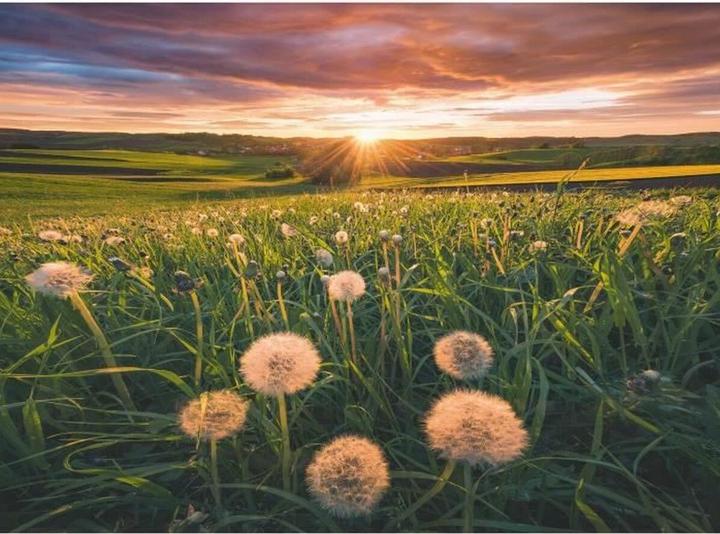 Produktbild Ravensburger Pusteblumen im Sonnenuntergang (500 Teile)