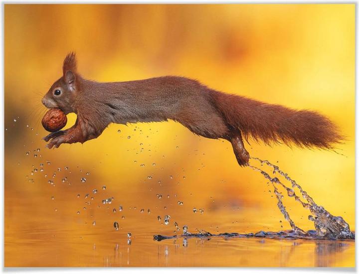 Produktbild Trenddeko van Duijn - Eichhörnchen im Sprung (60 x 50 cm)