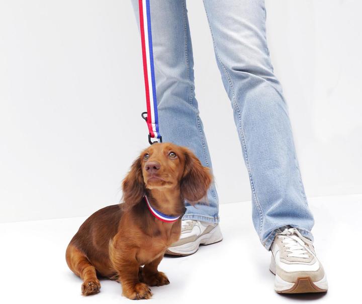Produktbild Martin Sellier Hundehalsband (40, Hund, Spazieren)