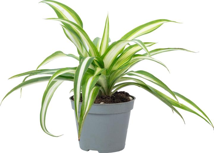 Produktbild Flowerbox Grünlilie - Chlorophytum Comosum Variegata (15 cm)