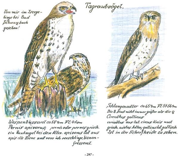 Produktbild Das Vogel-Album. 1950 (Deutsch, Christiane Habermalz, Karl Wenzel, 2021)