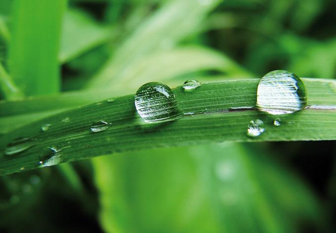 Actual product image Trenddeko Nature 4 (60 x 45 cm)