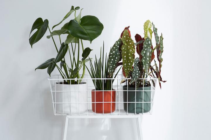 Actual product image Elho b.for soft (13.80 cm)