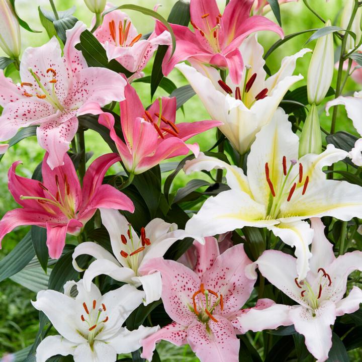 Image du produit Plant in a Box Lilium orientalis mix - Lot de 10 Lys (10 cm)