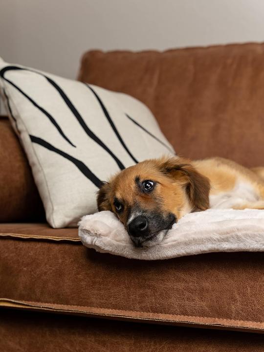 Produktbild Trend Pet Harmony (Katze, Hund)