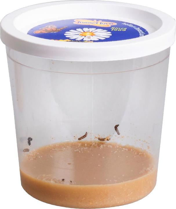 Produktbild HCM Kinzel Pre-Paid-Schmetterlingsgarten