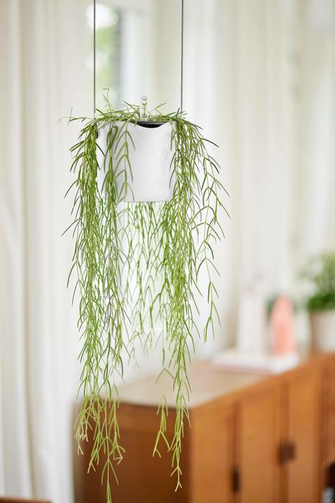 Produktbild Elho B.for Swing (18 x 170 cm)