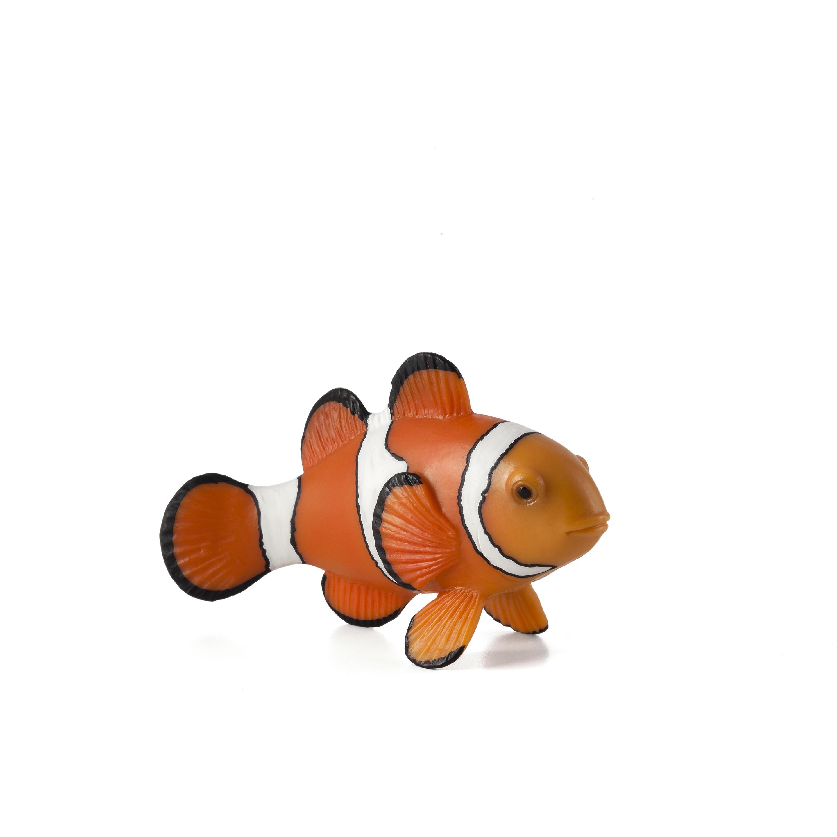 Mojo Clownfisch