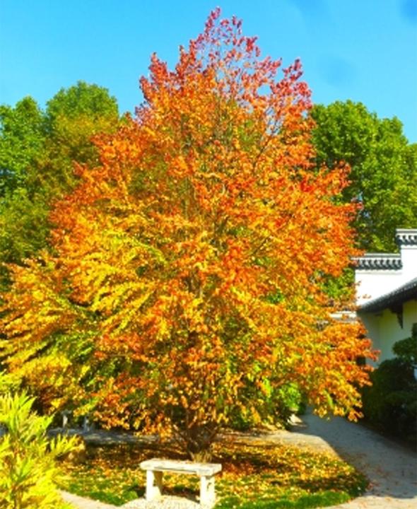 Produktbild Tropica Lebkuchenbaum-Katsurabaum Cercidiphyllum Japonicum (Pflanzensamen)
