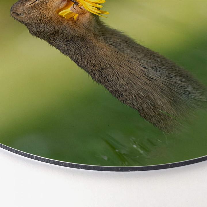 Immagine prodotto Trenddeko van Duijn - Gopher odora di fiori (Ø 30 cm)