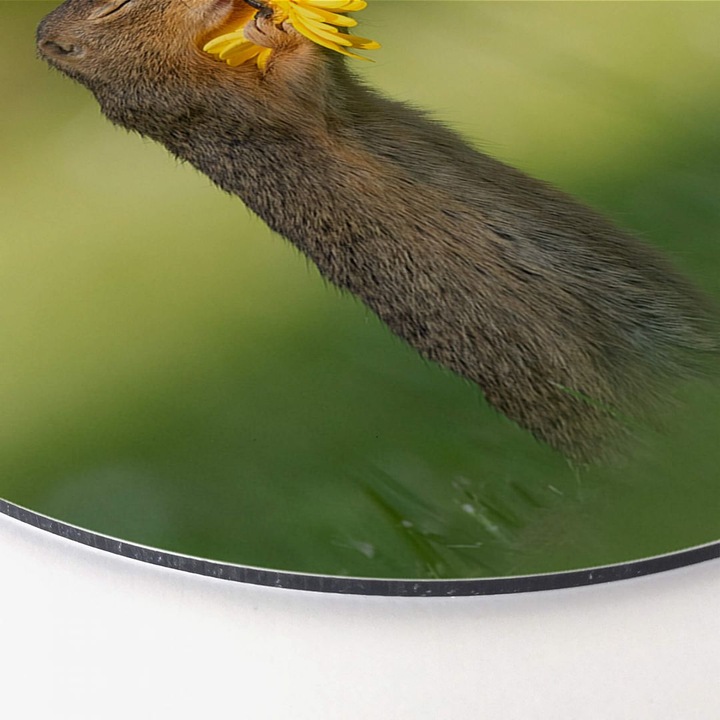 Image du produit Trenddeko van Duijn - La spermophile sent la fleur (Ø 70 cm)