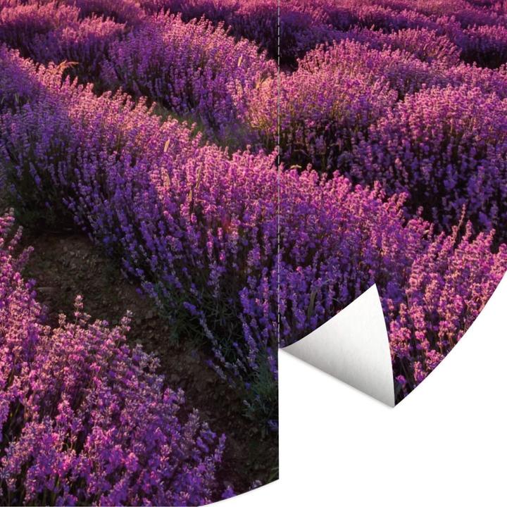 Produktbild Trenddeko Lavendelblüte in der Provence (236 cm)