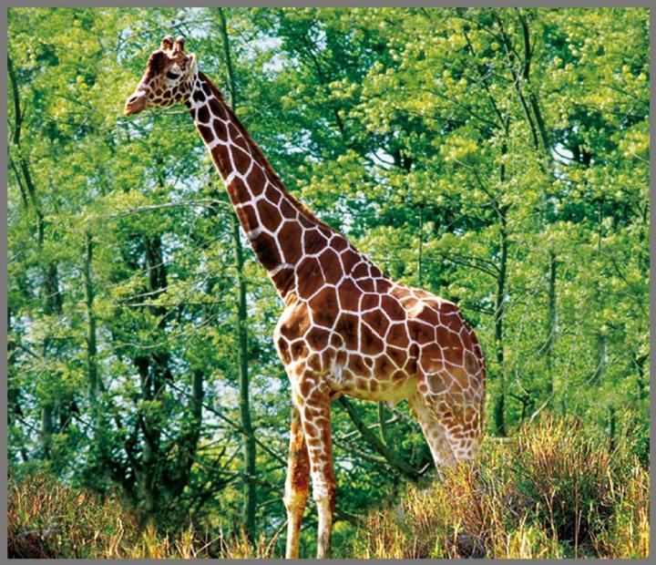 Immagine prodotto Brainstorm Torcia per animali e proiettore (Inglese, Francese, Italiano, Tedesco)